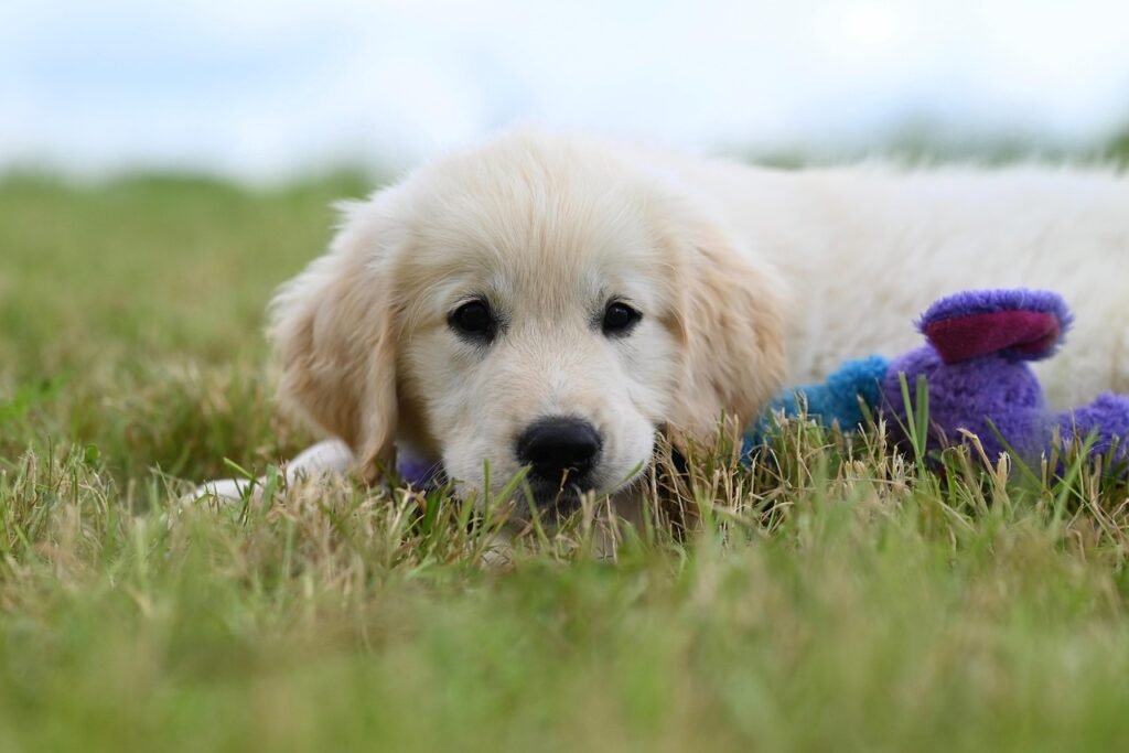 dog, puppy, canine, mammal, cute, nature, animal, pet, golden retriever vyctorio, chien