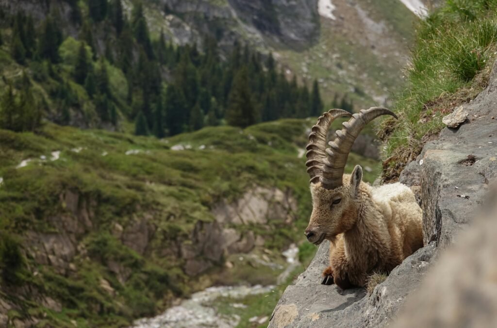 Close-up of an alpine ibex resting on a rocky cliff in Vanoise National Park.