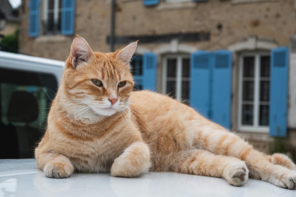 Ginger cat lounging comfortably against traditional French home with blue shutters.